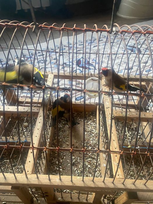 Щегол чёрный 6000