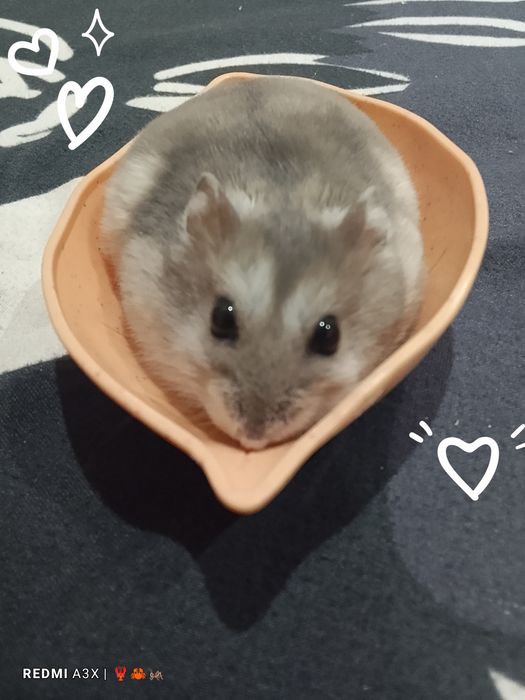 Отдам хомяка даром