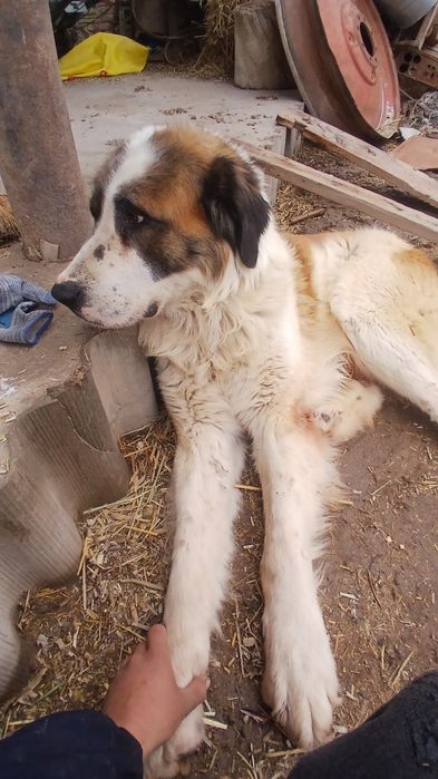 Алабай сатилади парода ит