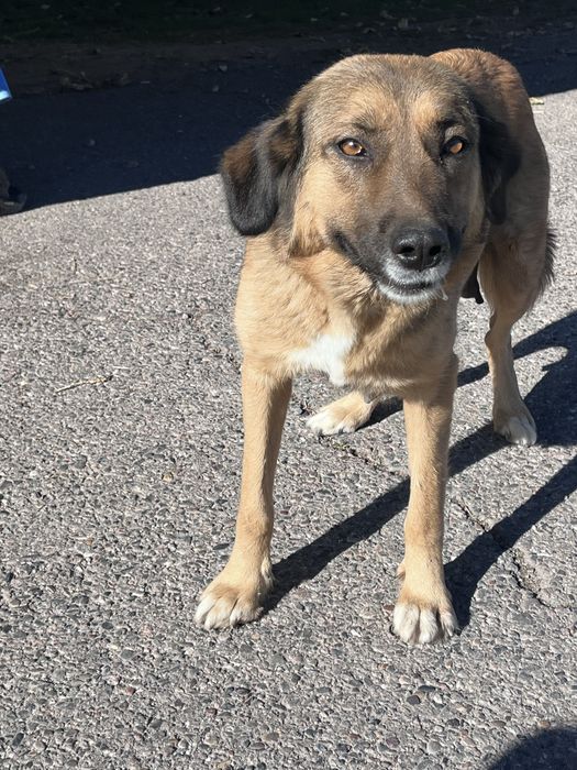 Щенки даром в хорошие руки