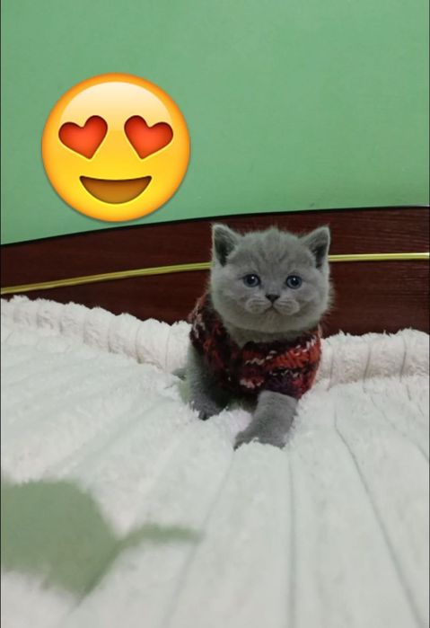 Готовятся к продаже шикарные котята скоттиш страйт и скоттиш фолд!