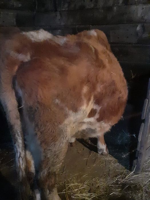 Продам     корову