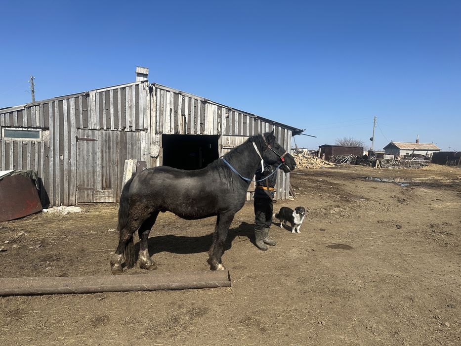 Продам Жеребца!!