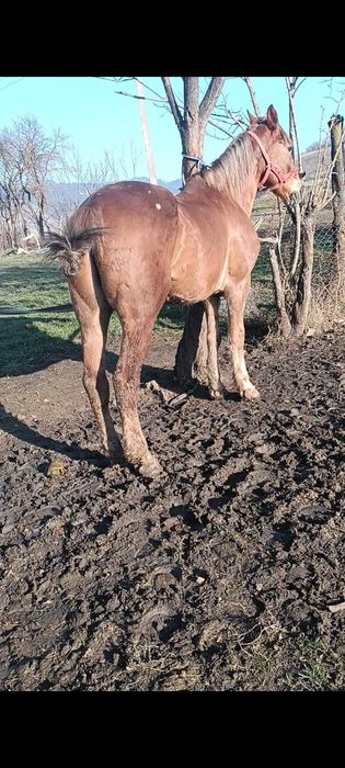 De vânzare cal garantat de ham