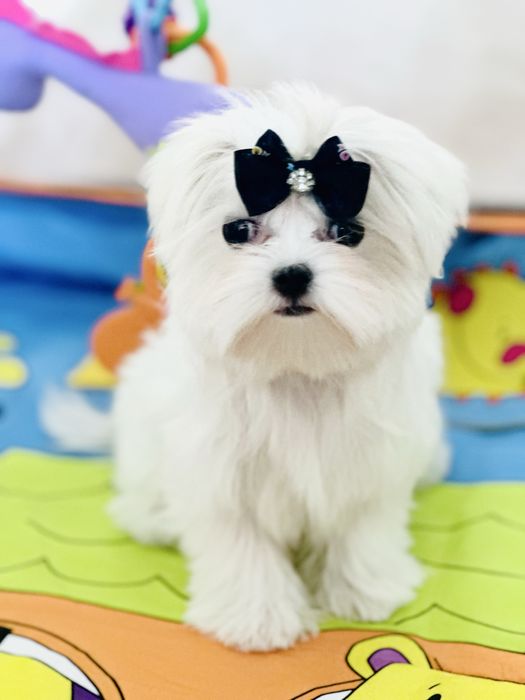 Щеночки мальтезе беби фейс