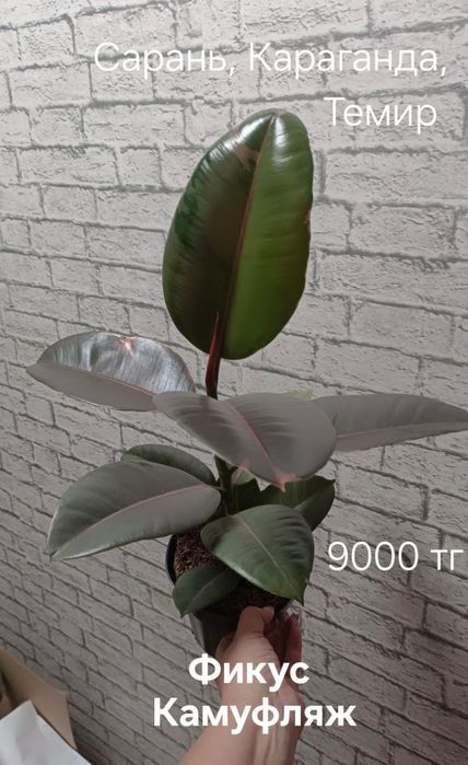 Фикус разных цен и размеров