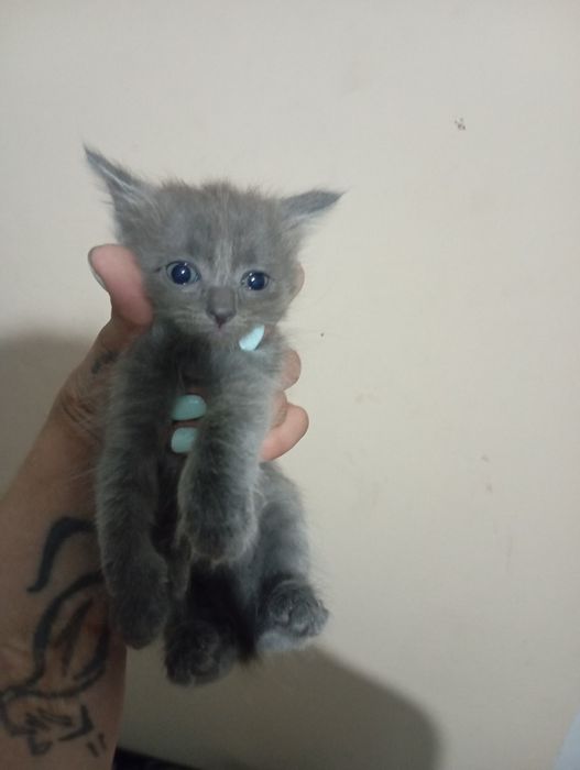 Подарим милых котят