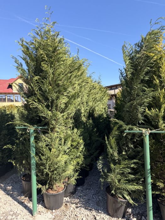 Leylandii cupressocyparis la ghiveci (Plante ornamentale )