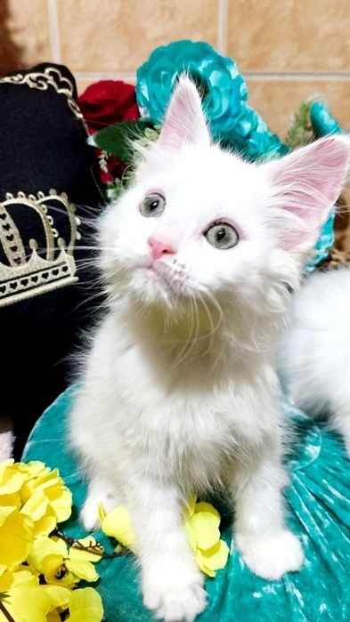 Exclusive ! БЕЛОСНЕЖНЫЕ Солид - Мейн куны .