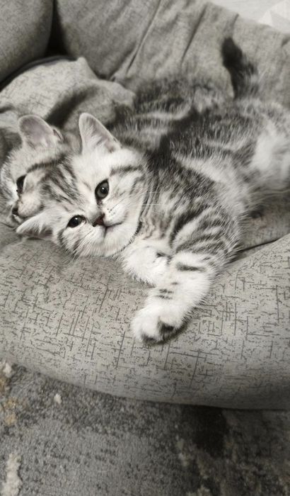 Чистокровные Британские котята