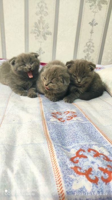 Mushukchalar sotiladi srochno skottish fold seriy 2 ta qiz 1 ta ôĝil