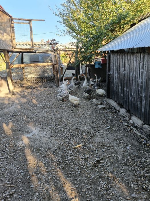 Gâște   africane