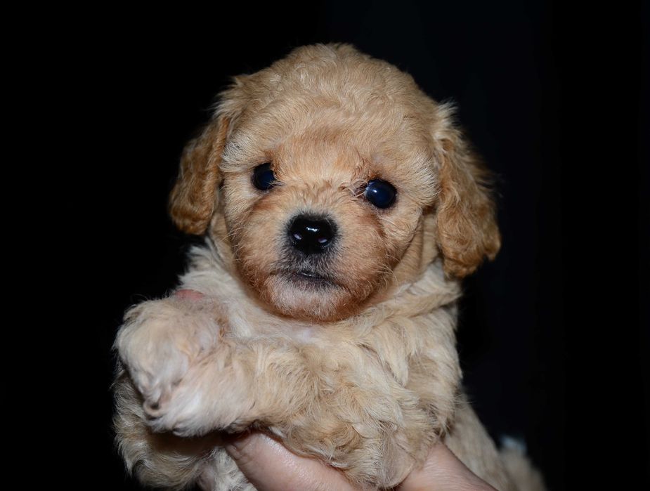 Мальтипу мини ! Maltipoo f1