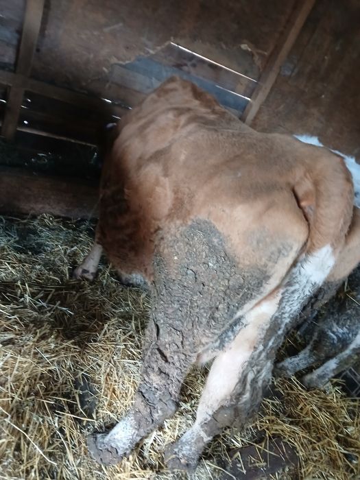 Vaca cu lapte de vanzare