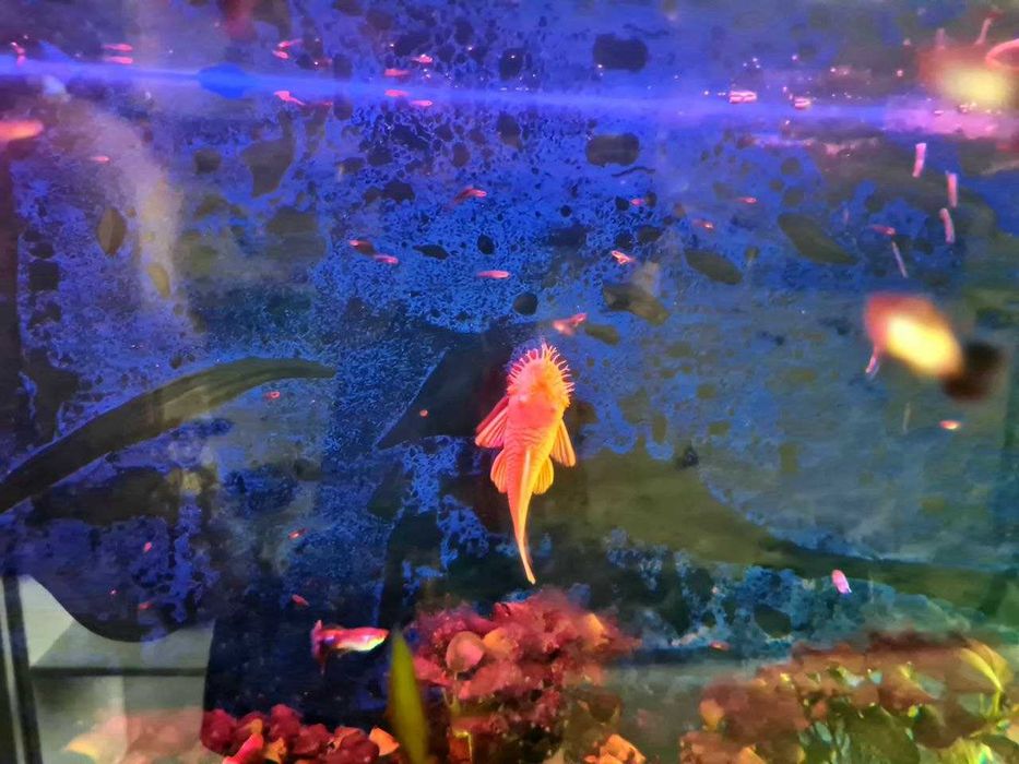 Аквариум (объёмом 220л) со всем в комплекте