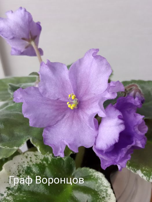 Сортовые фиалки.