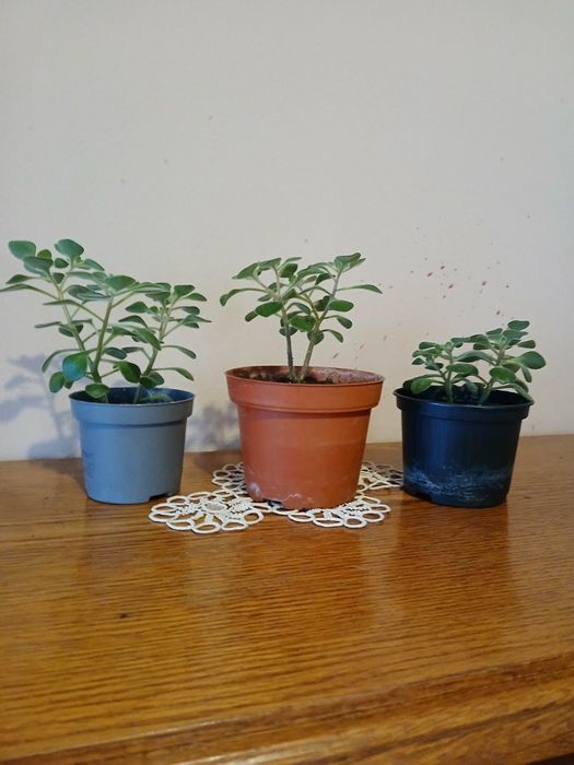 Продавам цветето на парите - 3 броя