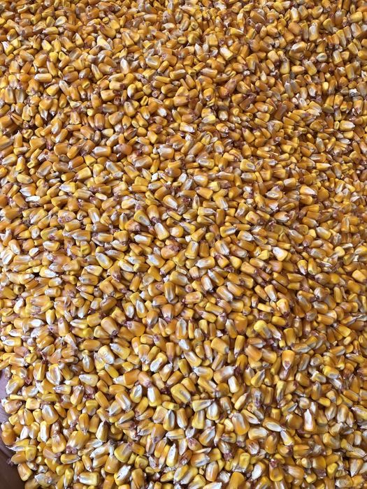 Porumb , amestec , baloti lucerna