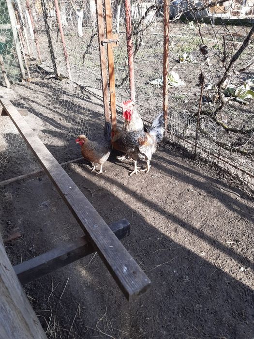 Vând familie de gaini cream legbar