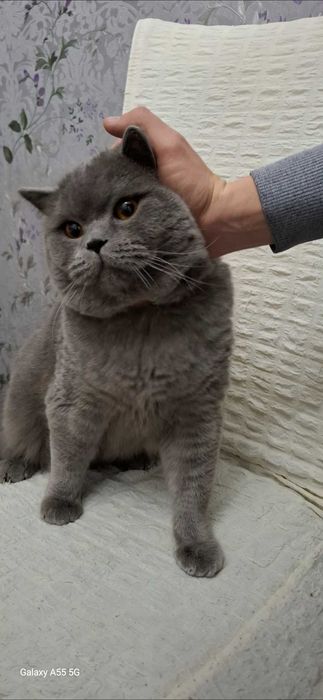 Кот, British stright