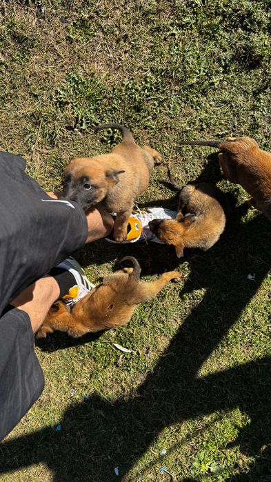 Cătei Malinois de vanzare