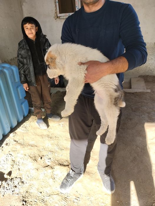 Алабай ит сотилади