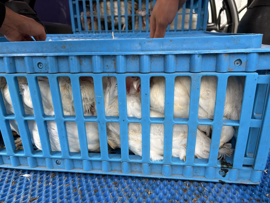 Продам кур Несушек