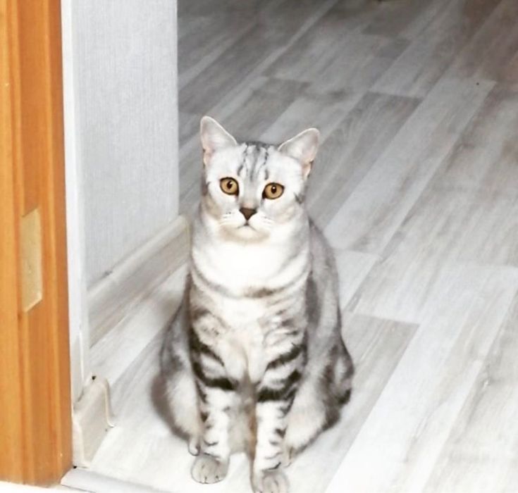 Отдадим в добрые руки кошку скотиш страйт