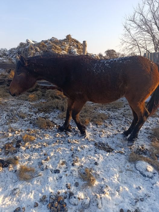 Забыла три с половиной