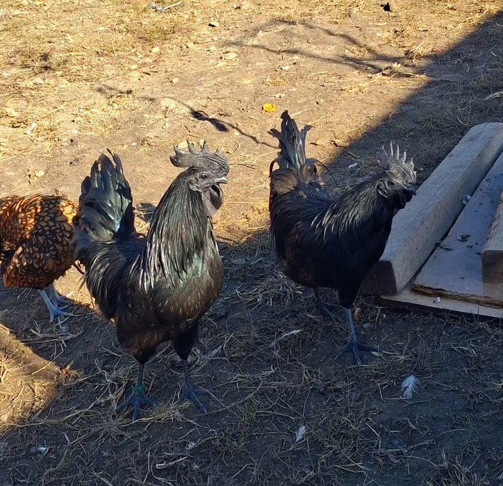 Gaini  Ayam Cemani