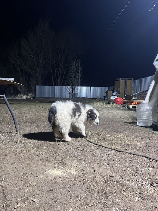 Күшік сатылады 2,5ай линисы мощь