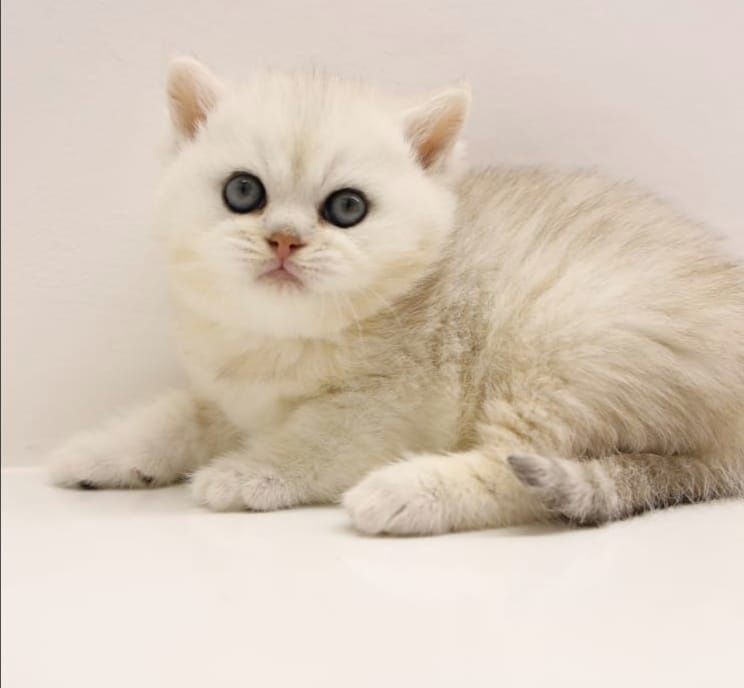 Бриташки очаровашки  зеленоглазые