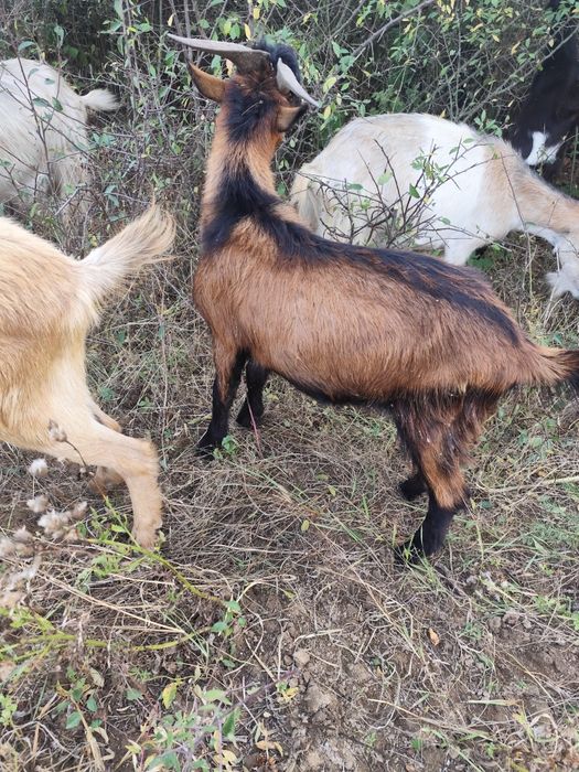 Disponibili țapisori