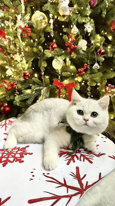 Fetita British Shorthair Chinchilla Silver Superba! Felisa Autorizata