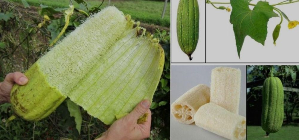 Мачалка Люффа кўчати