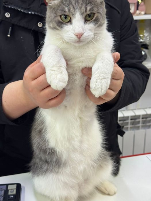 Астана. Котик Мурзик. Кастрирован