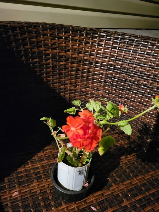 Герань разного цвета