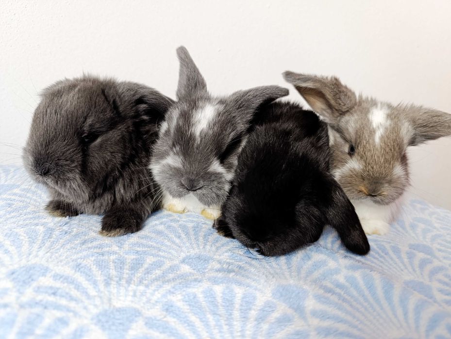 Iepurași mici | Iepuri | rasa Berbec German