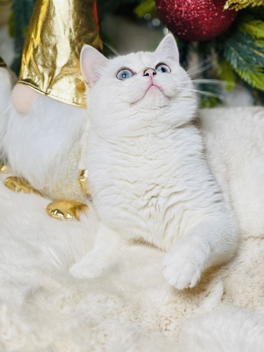 Шикарная британка