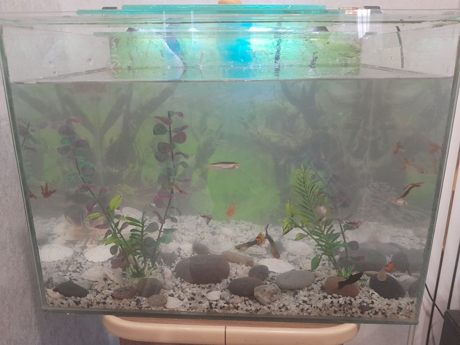 Продам аквариум рыбы