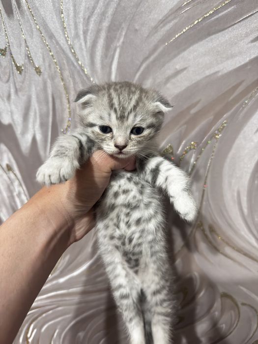 продам котят шотландские