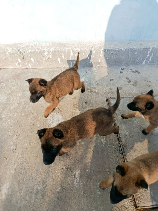 Бельгийский овчарка Малинуа