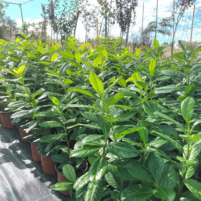 Chiparos Leylandii,Laur Englezesc și Photinia Red Robin