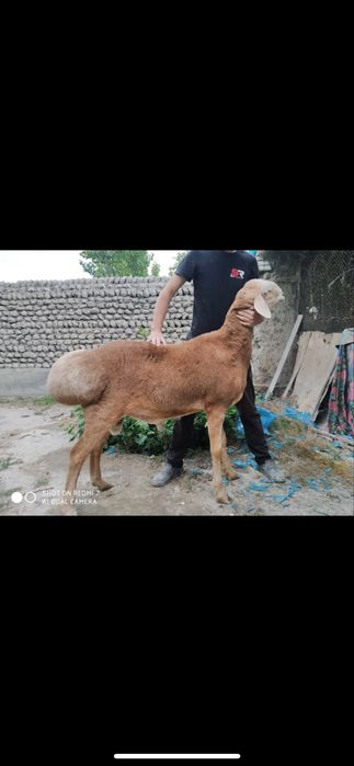 Кочор куй бор ехсонга