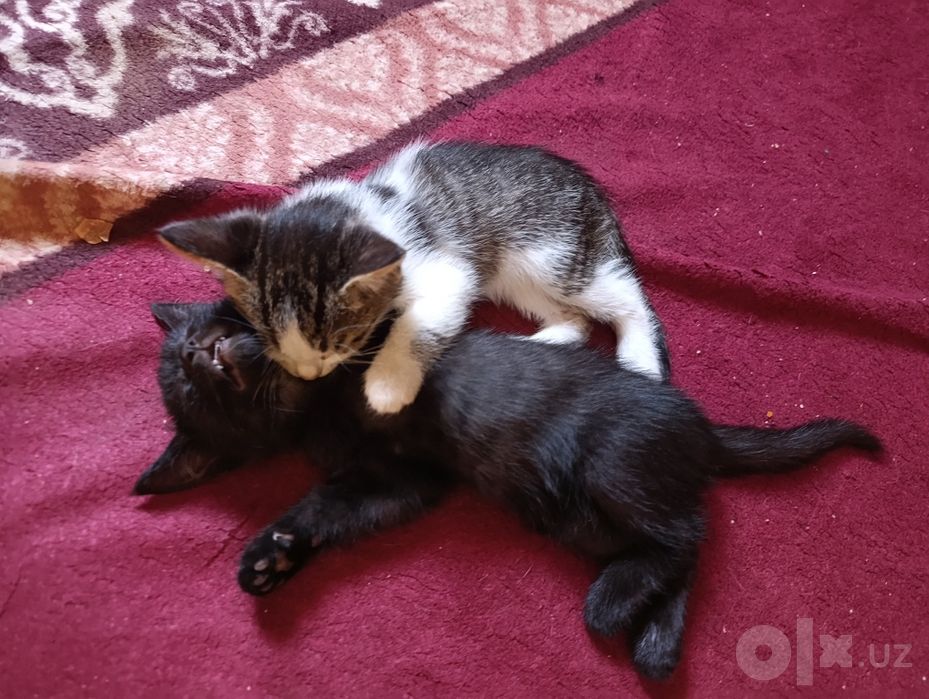 Котята даром хорошие