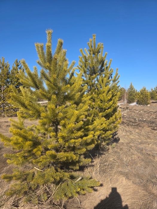 Продажа деревьев и кустарников