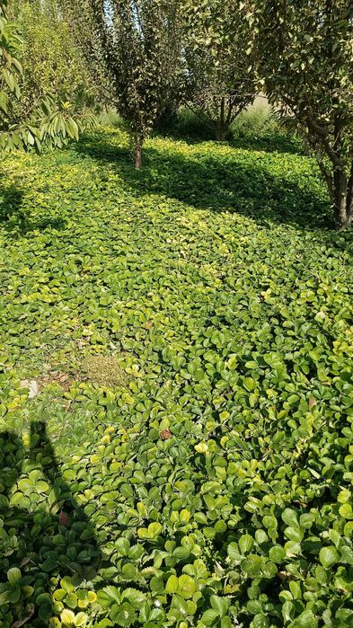 Құлпынай көшеттері Рассады клубники класса В, А, А+, В+