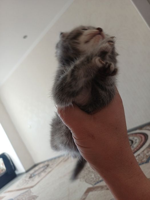 Котята британские