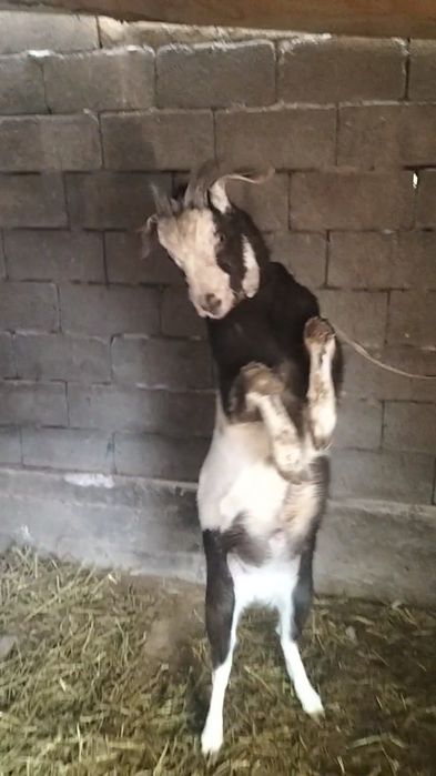 Теке анасы англо нуби