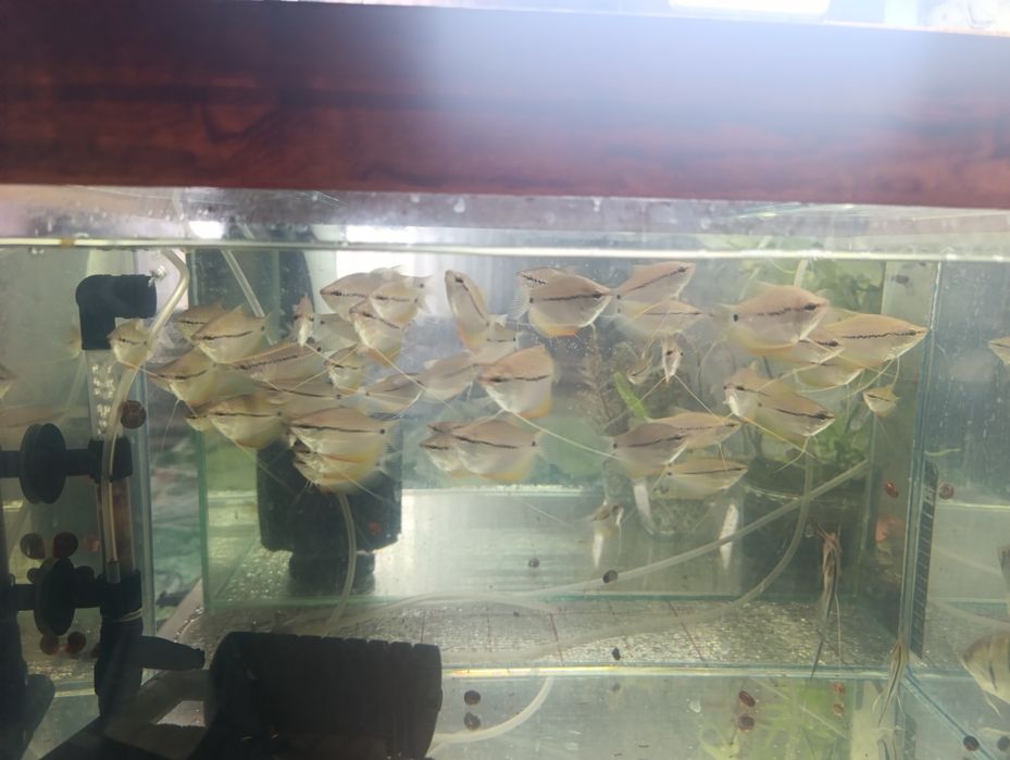 Аквариумные рыбки